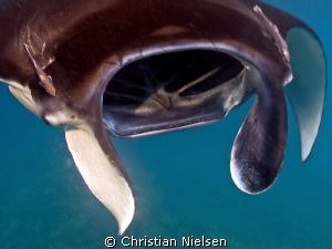 Interesting to get close enough to see the small teeth of... by Christian Nielsen 